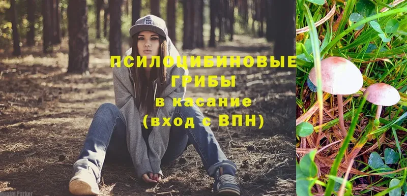 omg ссылки  Ялуторовск  Галлюциногенные грибы Psilocybine cubensis 